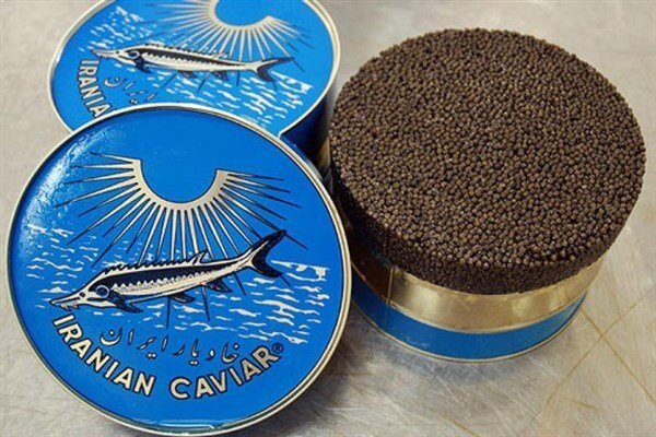 ایران در جایگاه چهاردهم ارزش فروش خاویار در جهان| خاویار ایران؛ گرانترین در دنیا
