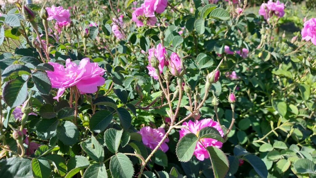 ضرورت توسعه تکنولوژی ‌های نوین در صنعت گل محمدی| معرفی محصولات در بازارهای جهانی ضروری است