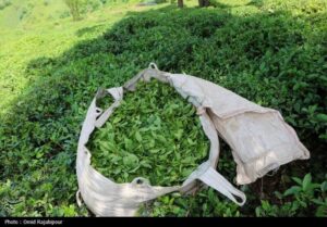 ۲۵ هزار تن برگ سبز چای خریداری شد