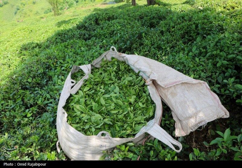 ۲۵ هزار تن برگ سبز چای خریداری شد
