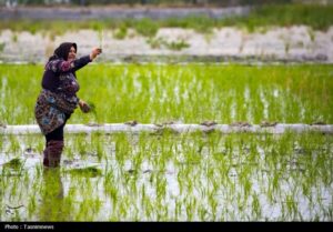 اکنون مزارع برنج برای پیوند برنج/رونق زندگی در قلب گلها و آب
