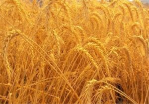 راهبردی نوین برای توسعه کشاورزی+فیلم