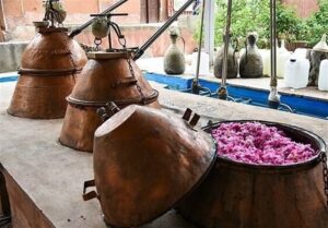 جشنواره گلاب‌گیری خوزنین میهمان مخاطبان رادیو