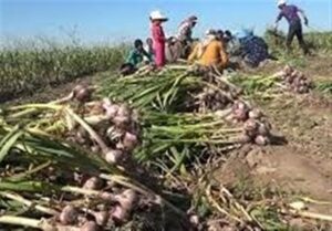 قیمت سیر به کمتر از 30 هزار تومان رسید