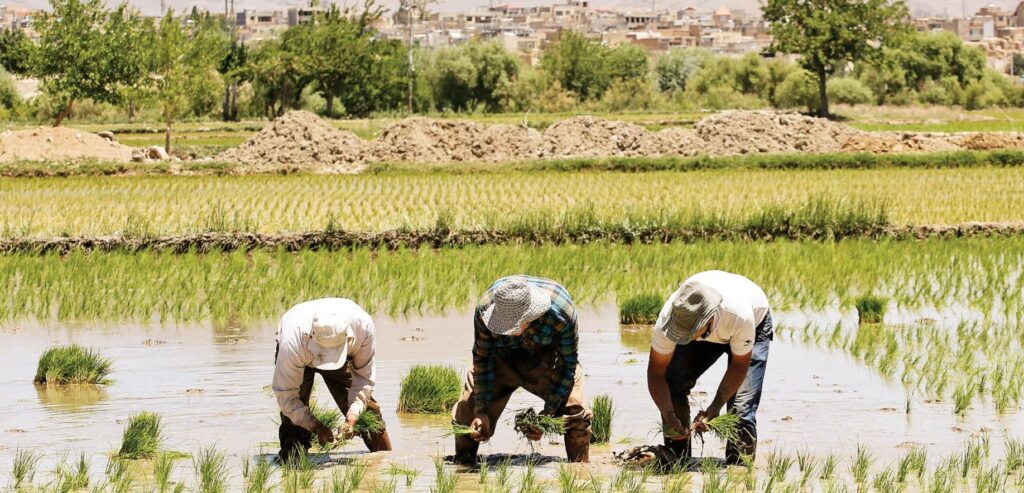 ممنوعیت کشت برنج برنج در شش حوضه آبریز کشور