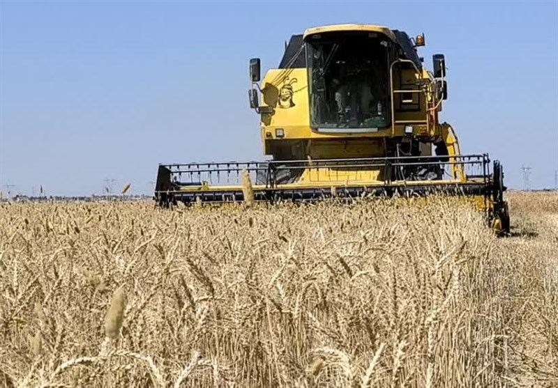 آغاز پرداخت مطالبات گندمکاران گلستانی