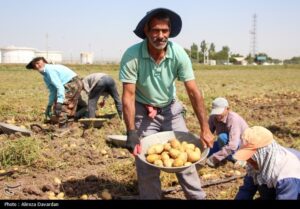 فرصت یک ماهه به ذخیره‌کنندگان سیب‌زمینی در کردستان