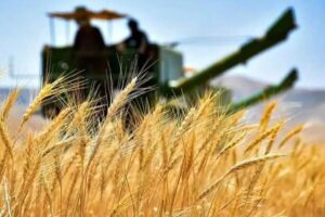 ترکیه قیمت خرید گندم را ۴۵درصد افزایش داد