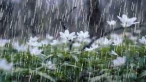 این هفته بارش‌ها در کشور بی‌نظیر خواهد بود