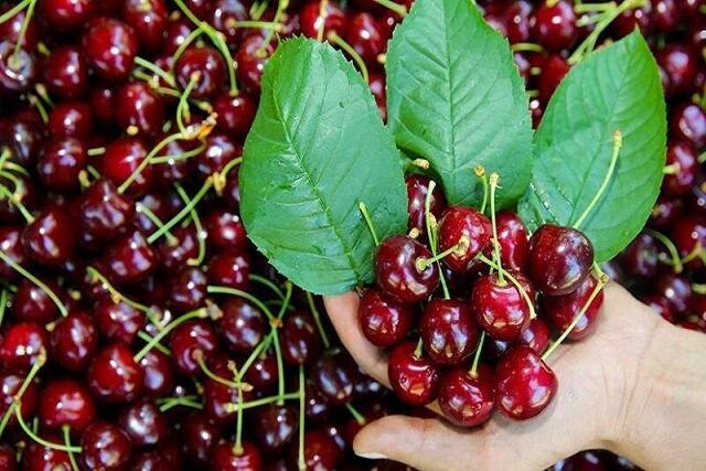 پنجمین دوره جشنواره گیلاس در طارم برگزار می‌شود