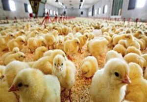 7 اقدام جدید دولت برای افزایش جوجه‌ریزی و رشد تولید مرغ