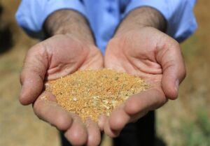 مطالبات تولیدکنندگان دانه‌های روغنی به فوریت پرداخت می‌شود
