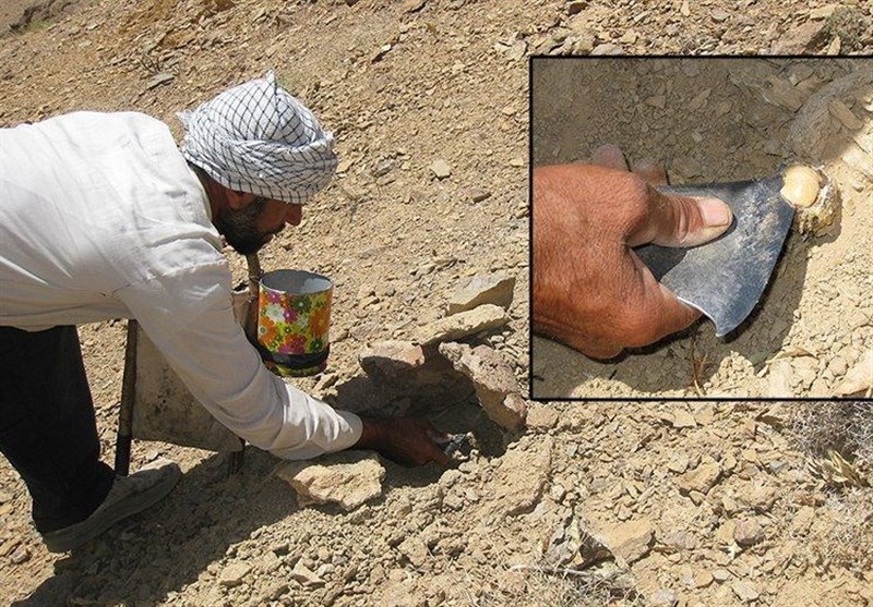 بازگشت طلا از دل خاک؛ روایت آنغوزه در خراسان جنوبی