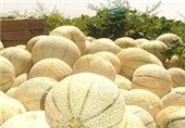 برداشت 6000 تن طالبی از مزارع بادرود