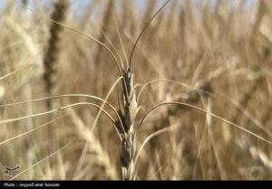 خرید تضمینی 193 هزار تن گندم در استان فارس