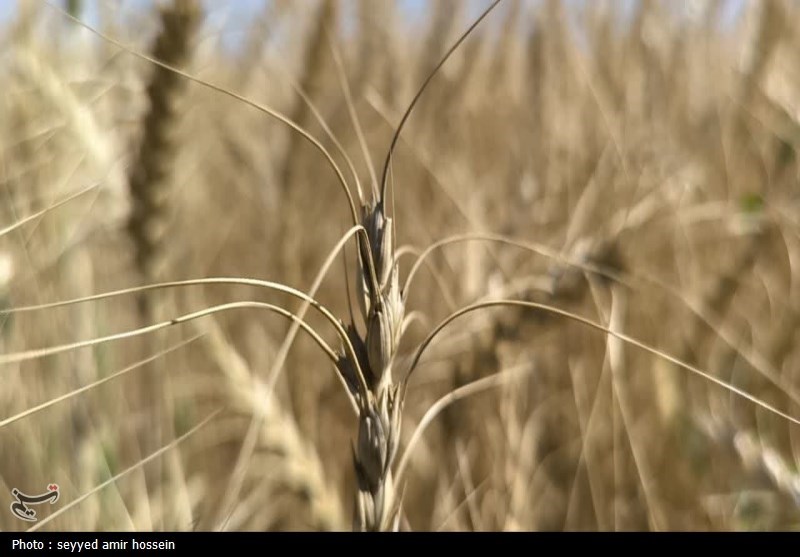 خرید تضمینی 193 هزار تن گندم در استان فارس