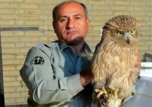 قاتل محیط‌بان &quot;هدایت‌الله دیده‌بان&quot; دستگیر شد