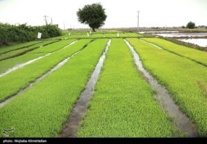 کشاورزی زیربنای حیات خراسان جنوبی است