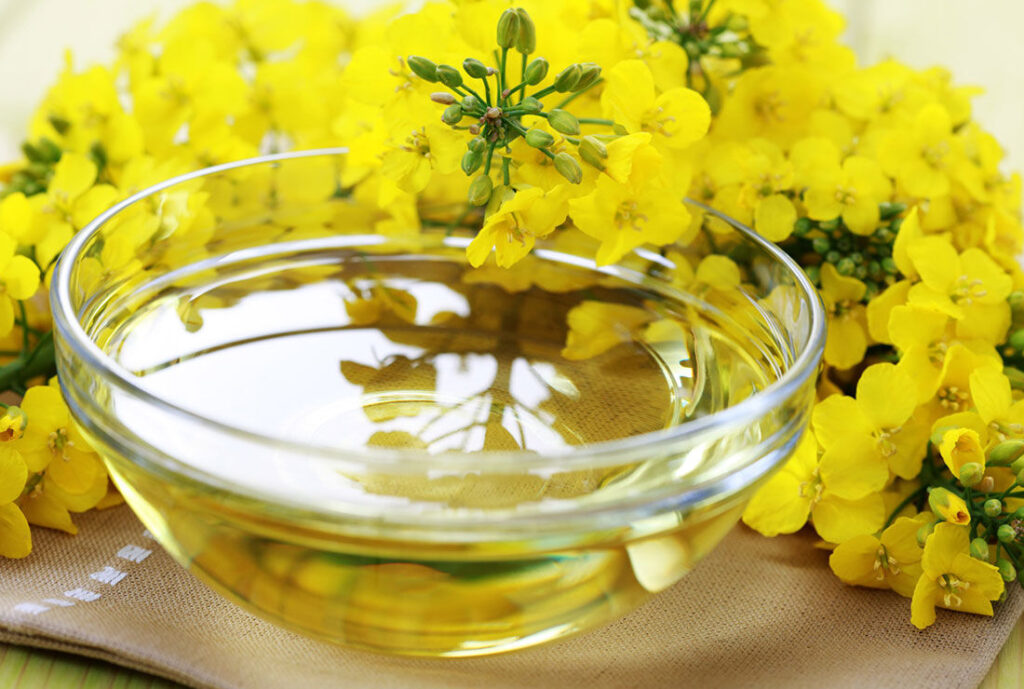 ارزش بازار جهانی روغن کانولا تا پایان ۲۰۲۵ از ۴۵۷میلیون دلار فراتر می رود
