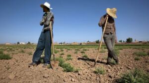 رهایی در بخش کشاورزی / یک برنامه بحث