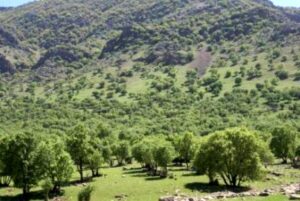 حفاظت از جنگل‌های زاگرس در دستور کار مرکز آسیا و اقیانوسیه سازمان ملل قرار گرفت