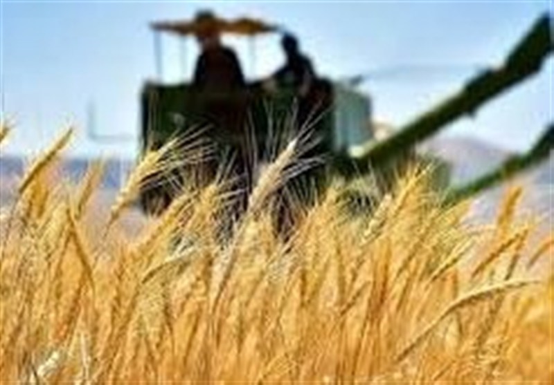 8 درصد طلب کشاورزان گندم‌کار اردبیل پرداخت شد‌