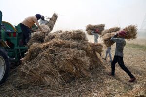 آخرین اخبار پرداخت مطالبات گندم