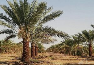 آتش‌سوزی در نخلستان آبادان مهار شد/تلاش آتش‌نشانان شهرداری در سه جبهه