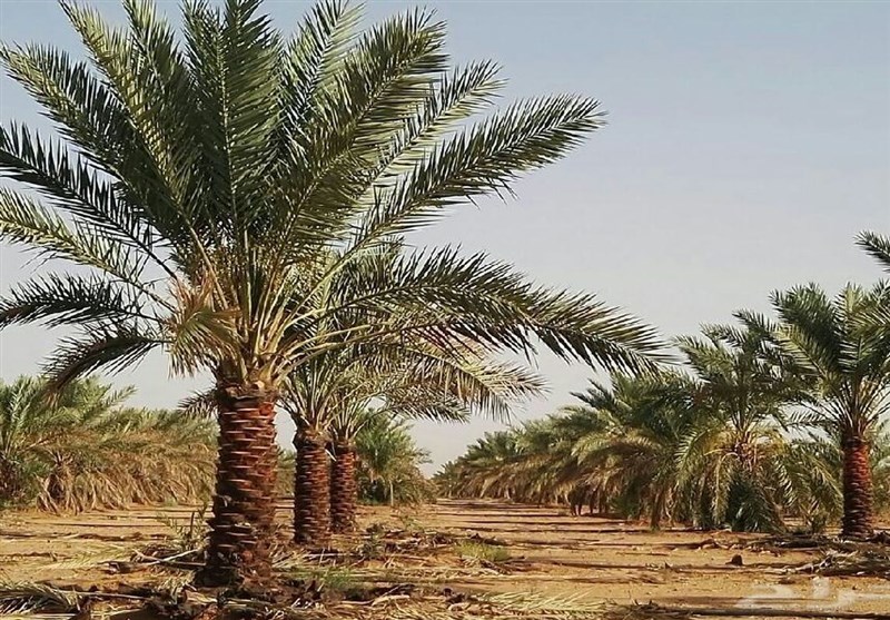 آتش‌سوزی در نخلستان آبادان مهار شد/تلاش آتش‌نشانان شهرداری در سه جبهه
