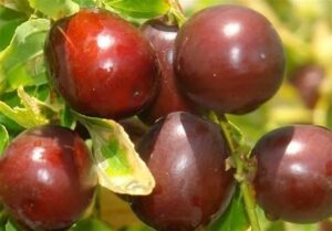 خراسان جنوبی؛ قطب تولید عناب و زرشک در دل خشکسالی 26 ساله