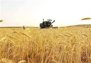 خرید تضمینی گندم از مرز 5.6 میلیون تن گذشت