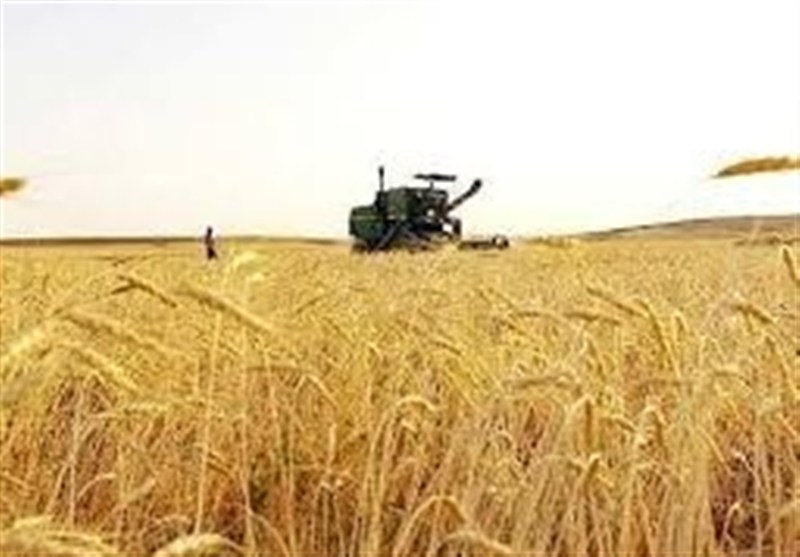 خرید تضمینی گندم از مرز 5.6 میلیون تن گذشت