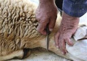 دام‌های قربانی و نذری عزاداران بهداشتی ذبح می‌شود