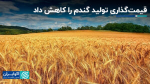 قیمت گندم کاهش یافته