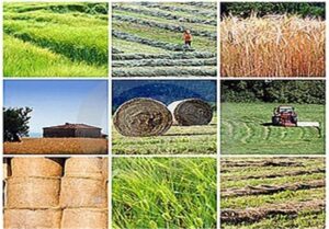 ورود تعاونی روستایی مازندران به گندم و کلزا