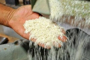 چقدر برنج ارزان؟/ این وسایل را در زمینه های میوه و سبزیجات ارزان تر بخرید