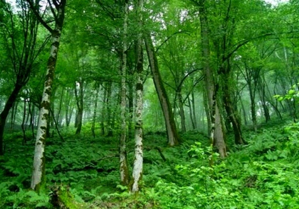 گلخانه
