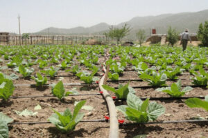 رشد ۹درصدی بازار جهانی آبیاری قطره ای تا ۲۰۲۹؛ اپلیکیشن موبایلی مدیریت آب هند به میدان آمد
