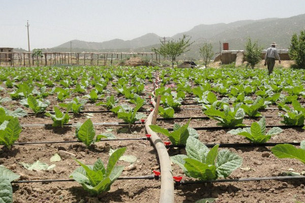 رشد ۹درصدی بازار جهانی آبیاری قطره ای تا ۲۰۲۹؛ اپلیکیشن موبایلی مدیریت آب هند به میدان آمد