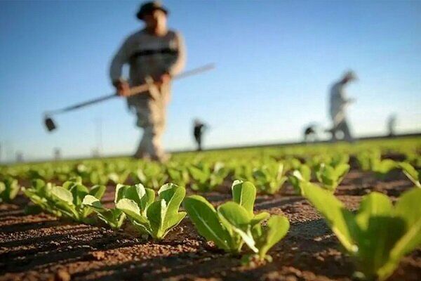 افزایش ۶ درصدی تعداد بهره‌برداران کشاورزی
