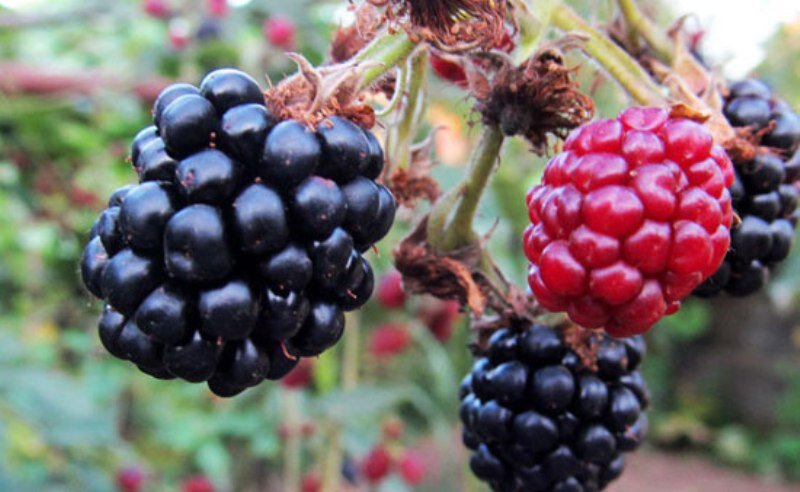 ارزش ۳.۵۳میلیارد دلاری بازار جهانی تمشک| فروش آنلاین؛ روندی نوظهور در بازار میوه‌