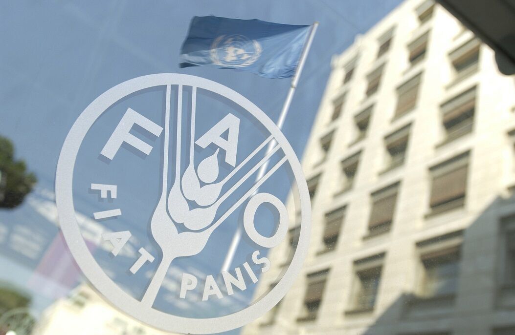 قیمت جهانی برنج کاهش یافت