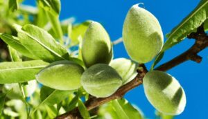 ایران با یک پله سقوط در جایگاه دهم صادرات بادام قرار گرفت