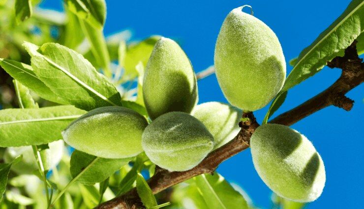 ایران با یک پله سقوط در جایگاه دهم صادرات بادام قرار گرفت