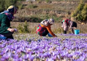 5 صندوق اعتبارات خرد زنان روستایی گرمسار زمینه‌ساز اشتغال شد