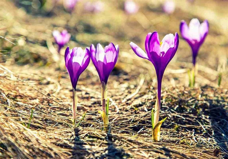 633 کیلوگرم زعفران در بورس دادوستد شد