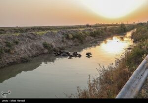 رهاسازی 100 میلیون مترمکعب آب سدهای دز و کارون برای نجات نخیلات‌