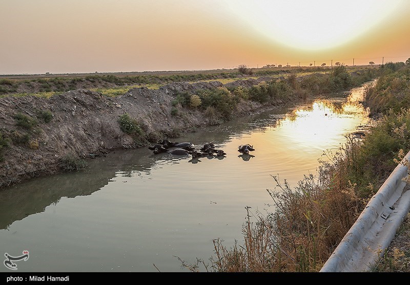 رهاسازی 100 میلیون مترمکعب آب سدهای دز و کارون برای نجات نخیلات‌