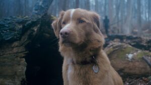 فیلم good boy