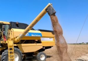 همه مطالبات 785 میلیارد تومانی گندمکاران استان بوشهر تسویه شد